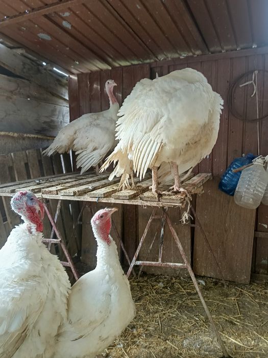 Curci de vânzare 32 lei kg