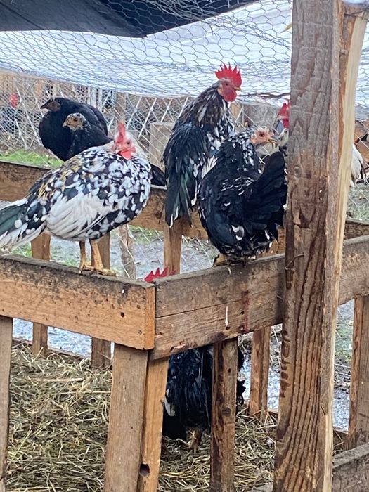 Găinușe de vînzare