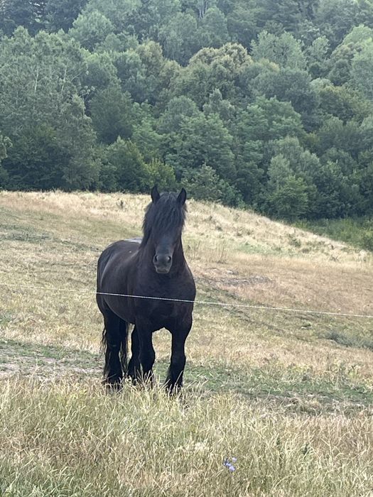 Armasari de vanzare .