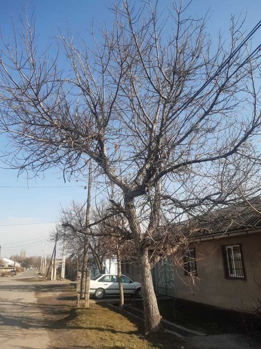 отдам бесплатно ореховое дерево