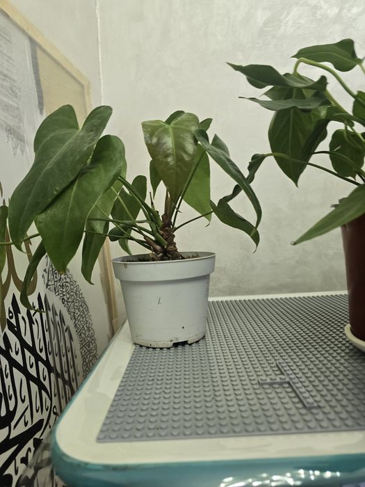 Антуриум по 40тыс