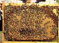 Продам пчелопакеты 20 000 тг.,   пчелосемьи  (карпатка , краинка) т. 8