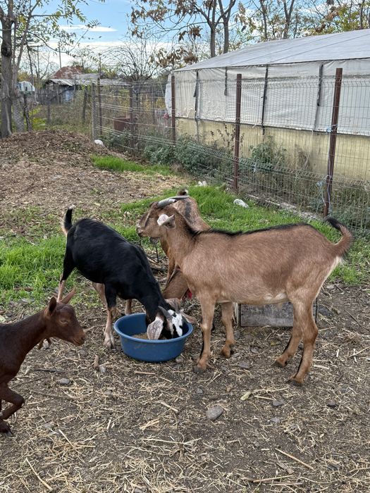 Vand iezi anglo - nubieni de 10 luni,crescuti acasa