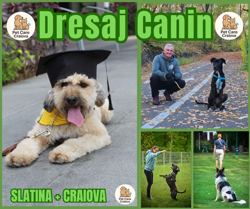 Dresaj Canin de toate varstele - Slatina, Olt