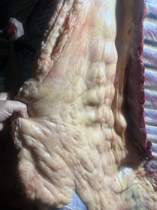 согым жабагы байтал