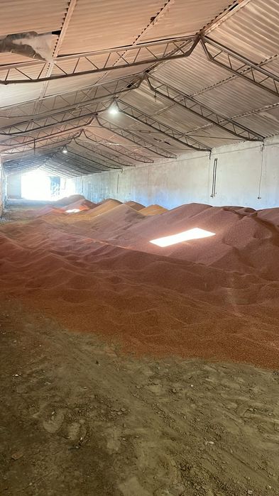 Vand sorg producție 2025