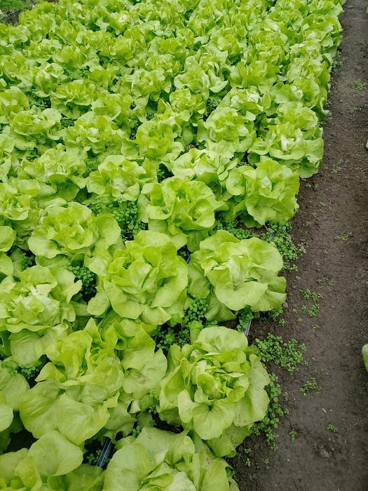 De vânzare salata Touareg