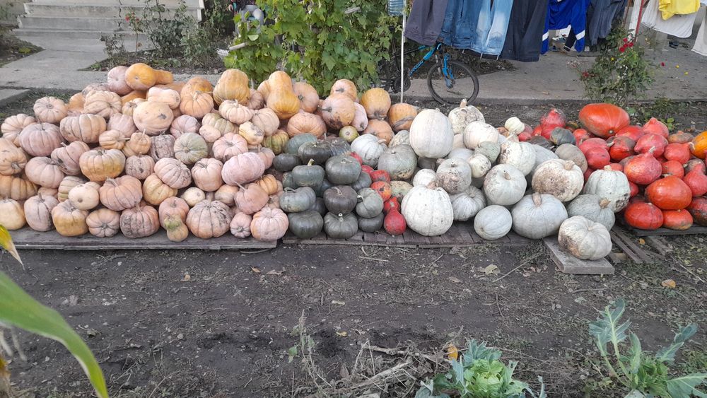 Dovleci Placintari Dovleci Turcesti si Dovleci de gatit supa si piure