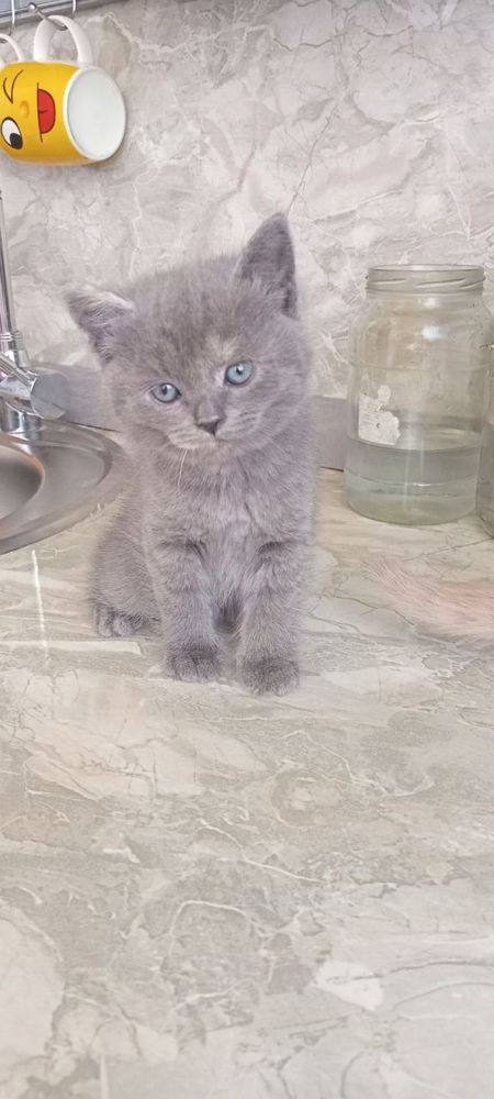 котенок пролётся