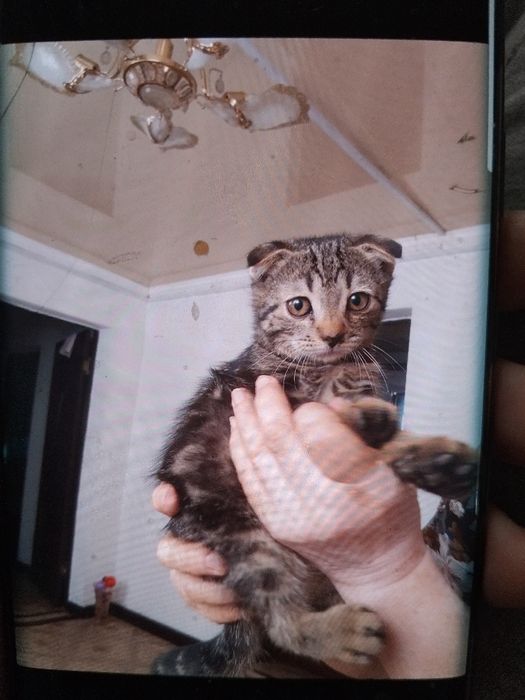 Отдам котят в добрые руки