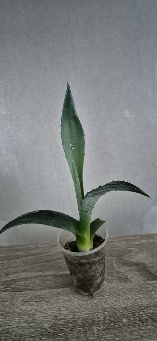 Агава голубая или текильная