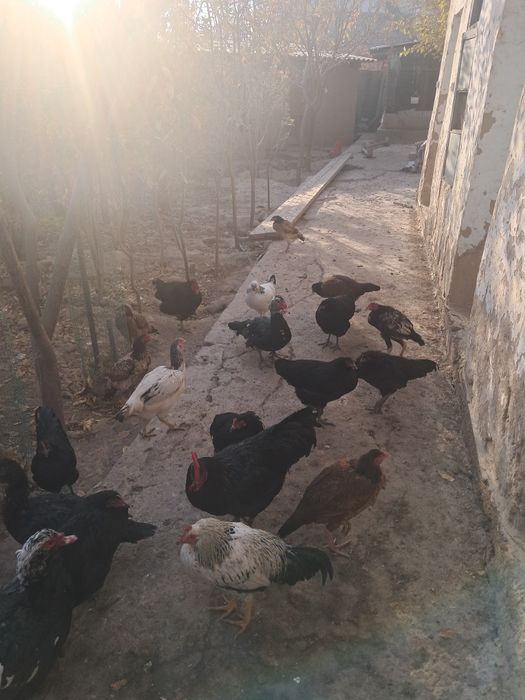 Qor shaxzoda, indoutka, dakanlar