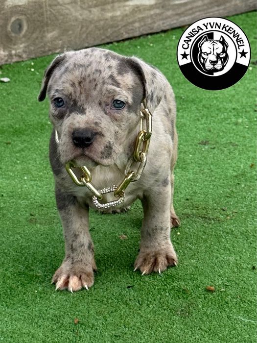 Femela amstaff blue merle