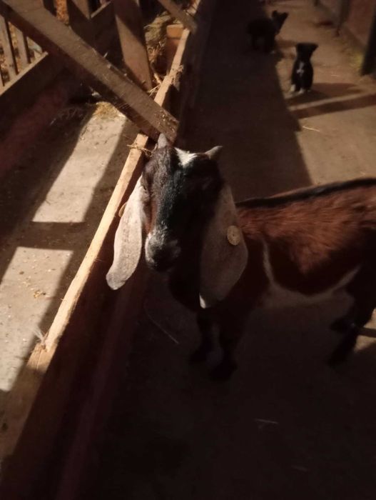 Vand iedut anglonubian