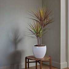 planta naturala Dracaena  Planta de apartament  planta decorativa mare