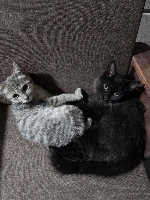 отдам котят в добрые руки