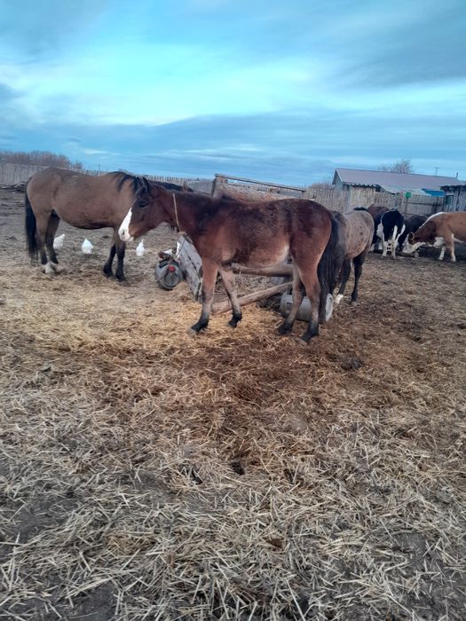 Продам лошадей жеребца и двух кабеля