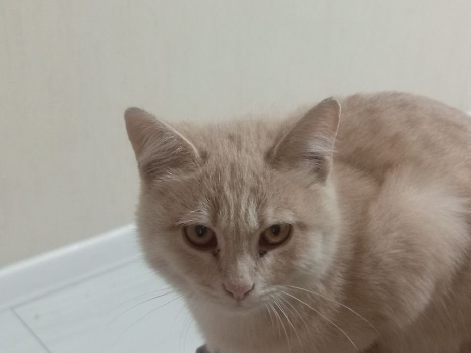 Домашние коты в добрые руки