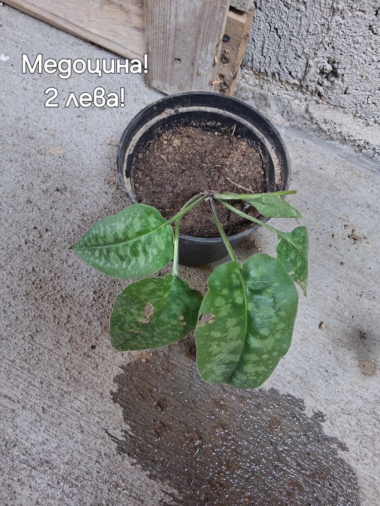 Продажба на цветя