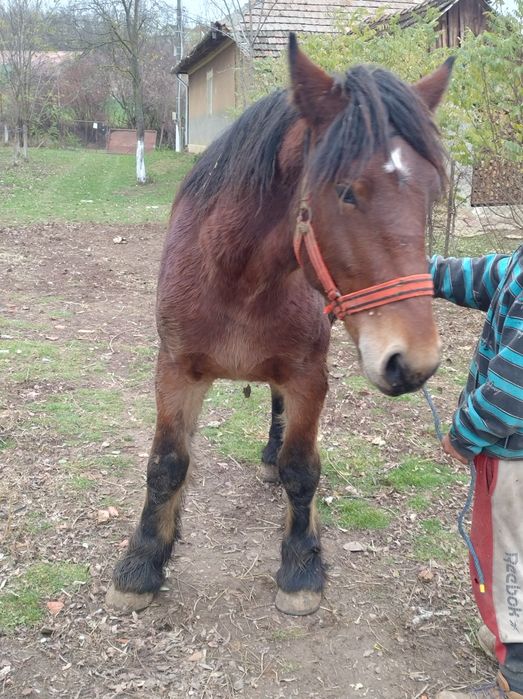 Armăsar un an jumate Ardenez