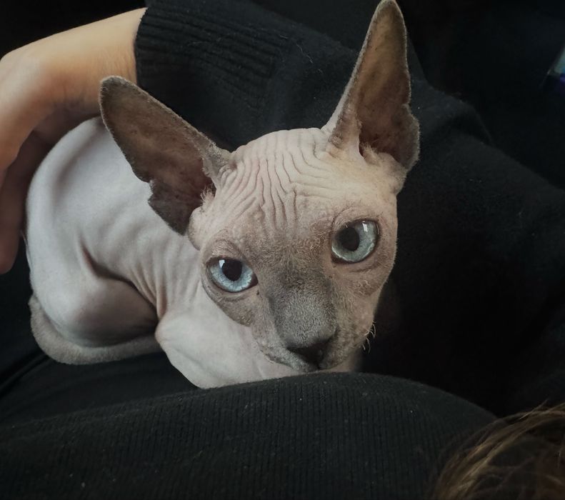 Продаю 8-ми месячного сфинкса, недорого, 15к