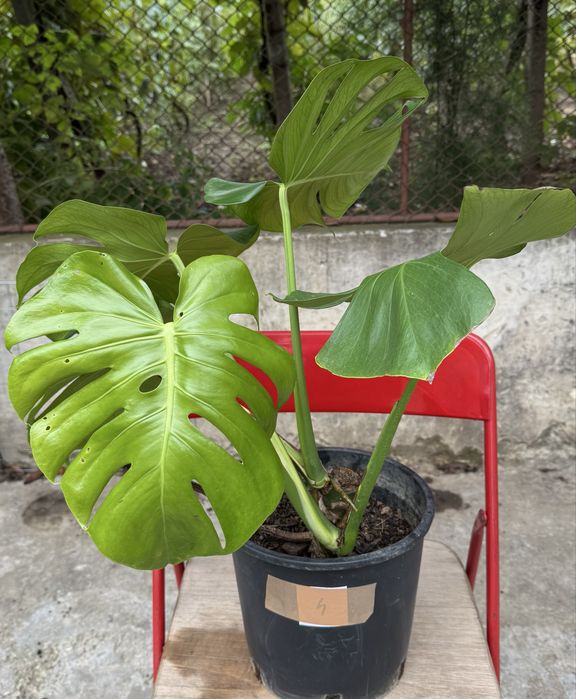 Monstera deliciosa