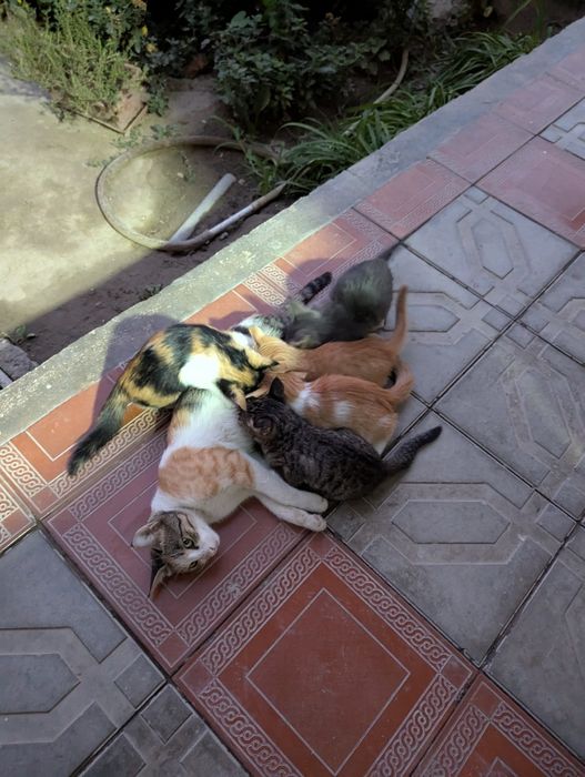 Отдам в хорошие руки котят
