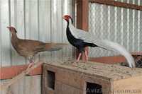 Продам Инкубационные яйца Серебряных Фазанов фазанов
