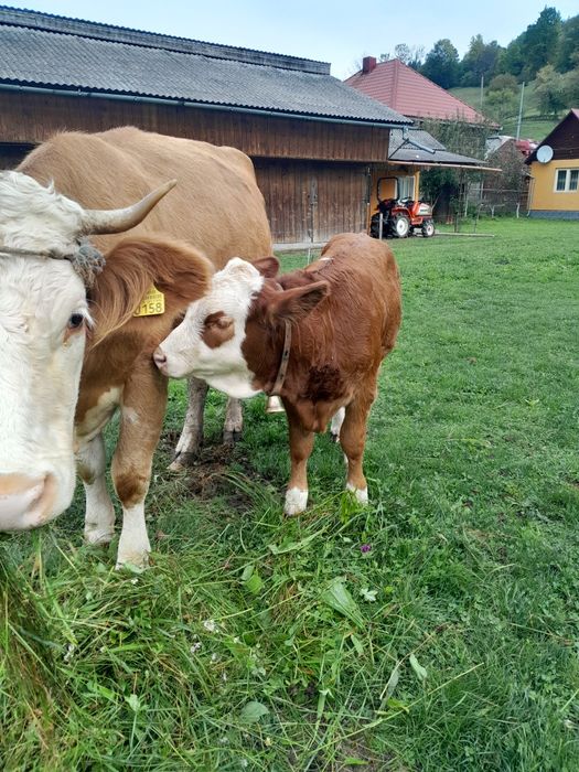 Vind vitea de 3 luni baltata românească frumoasa și cuminte