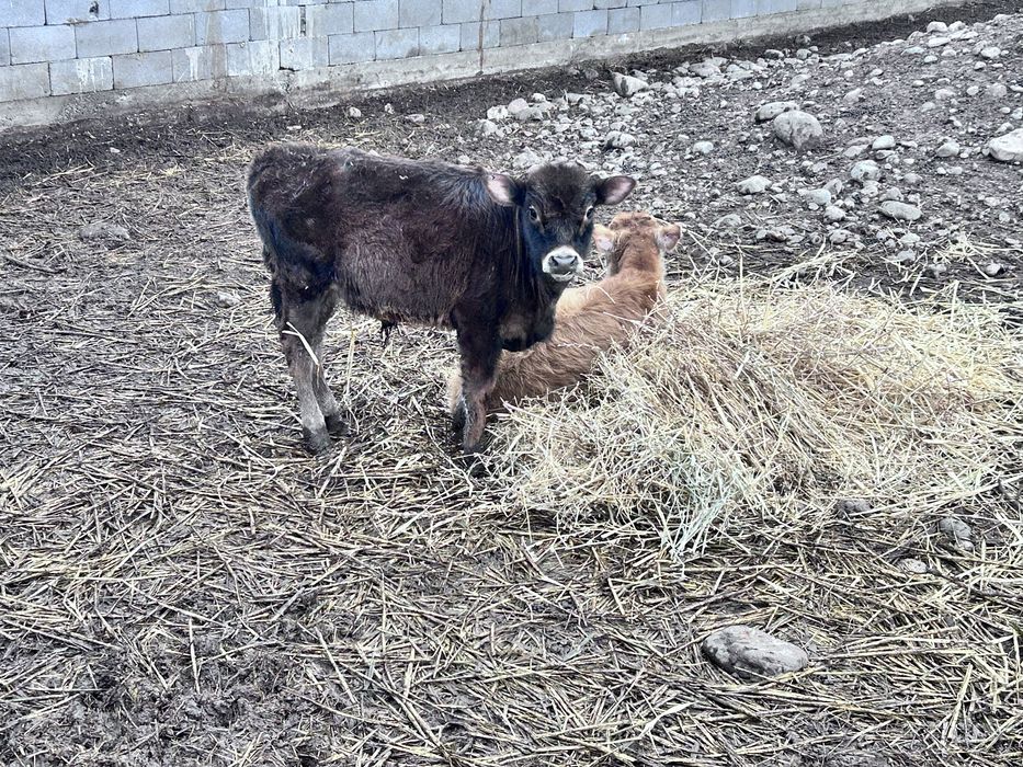 Две телочки и два бычка подсосные порда хорошая домашние