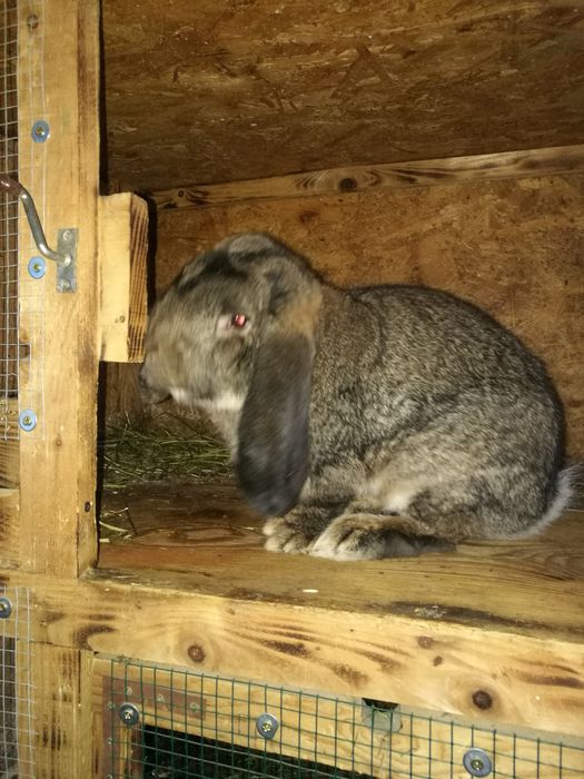 Iepuri berbec german