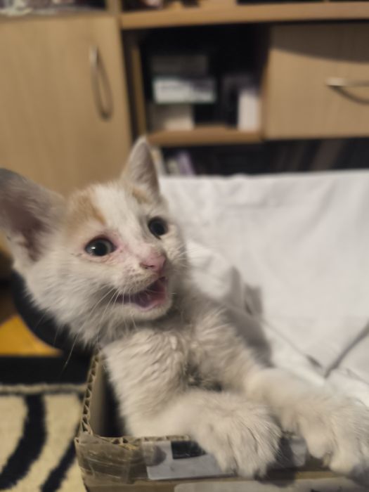 Котенце си търси спешно дом