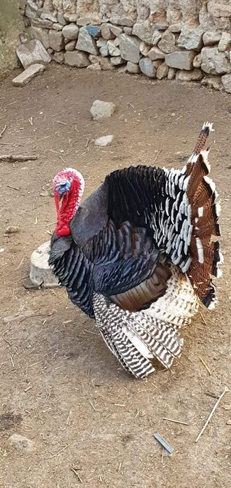 Пуйки и Пуяци за прадниците.