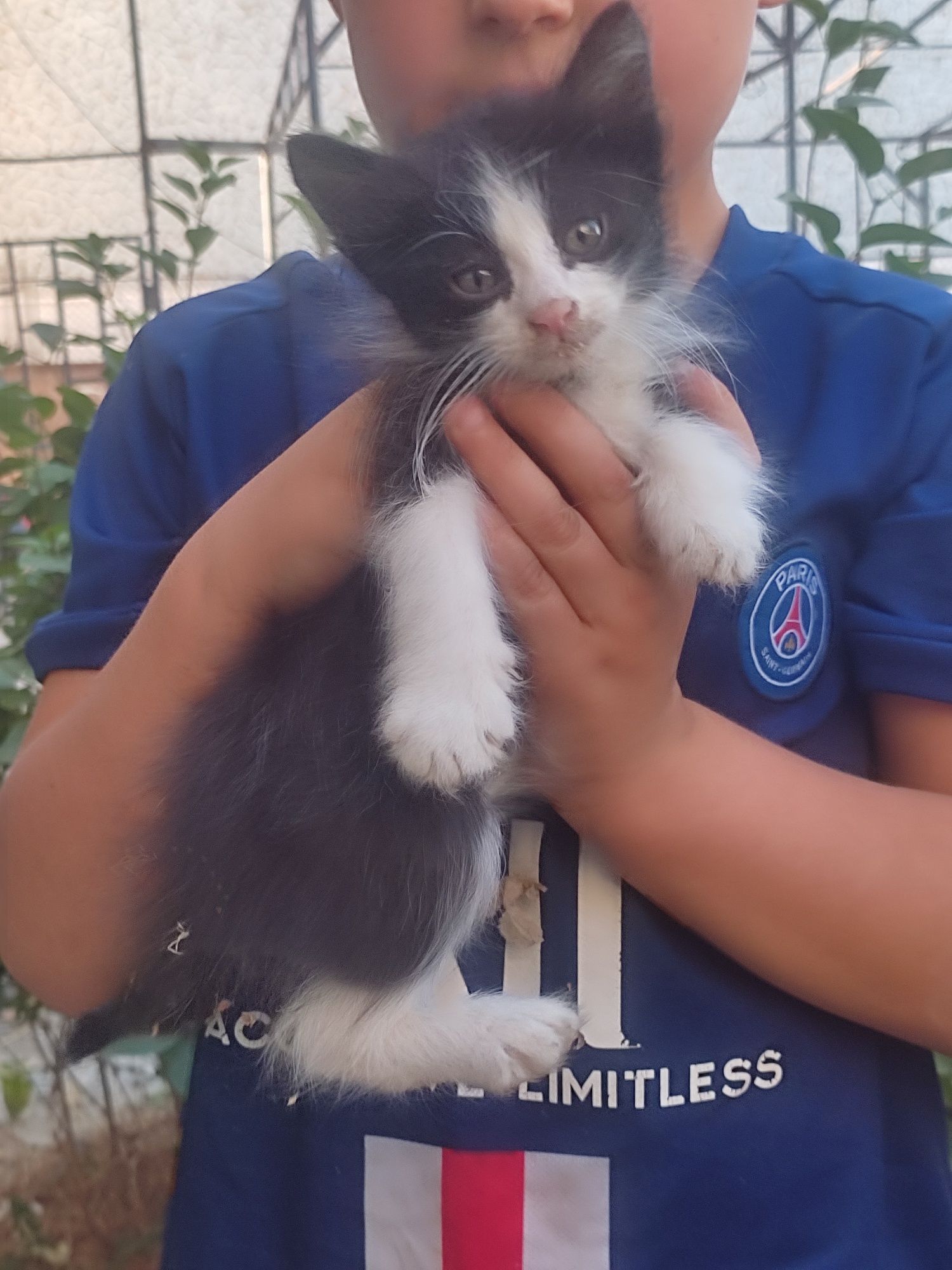 В добрые руки.  4 котенка и один щенок . Пол к сожалению не знаю .