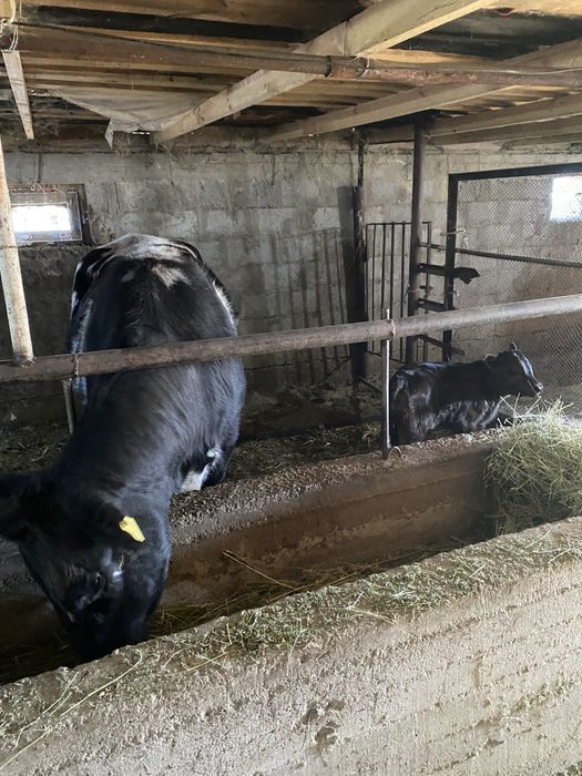 Мяснисто-молочная Корова с теленком