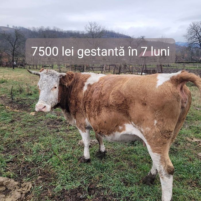 Vaci de vânzare .sau schimb cu viței.