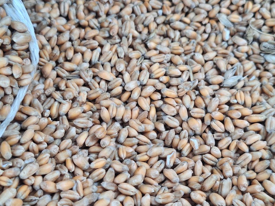 Cereale de vanzare