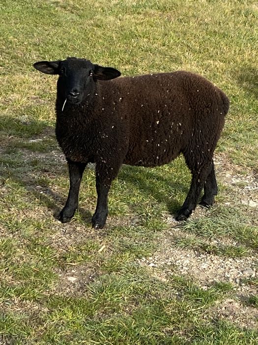 Mielute si oi de carne