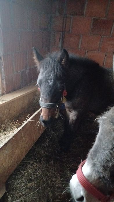 Vand un manz de 5 jumate