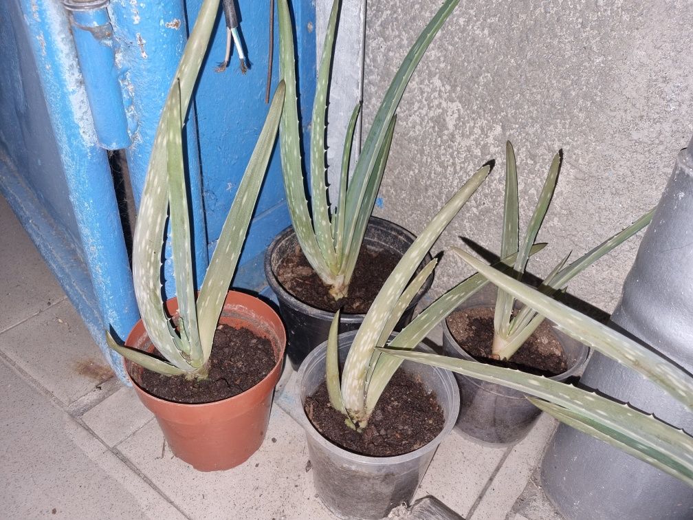 Vand flori de casa