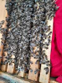 Vând familii de albine cu sau fără lada
