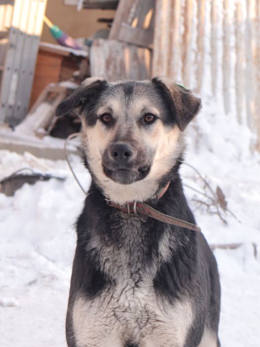 Красавица Катя ищет дом!