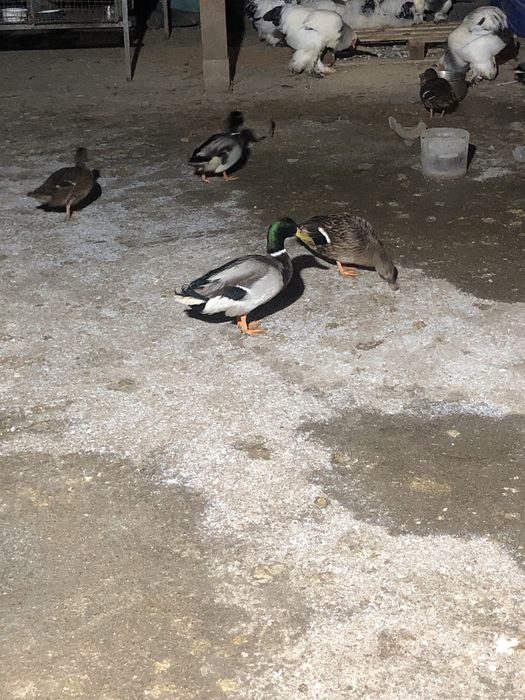 Rate  Salbatice Pitesti