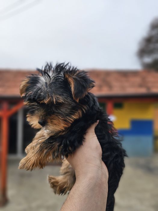 Yorkshire Terrier