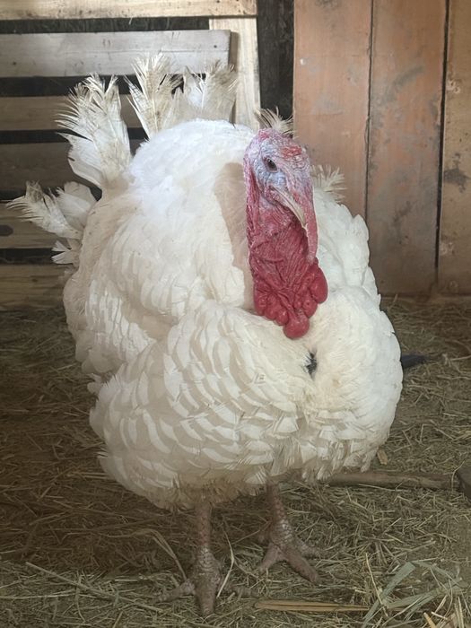 Үндік сатылады 2500теңге килосы сойбта береміз 3500т килосы семіз