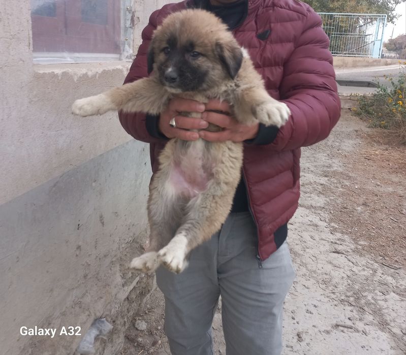 Кавказский  Авчарка сотилади