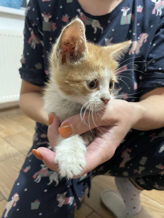 Pui de pisica adoptie