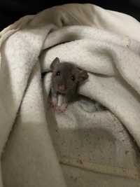 Крыса с клеткой
