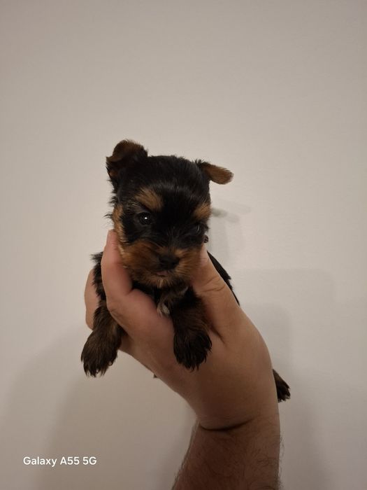 Vand baietel Yorkshire terrier!