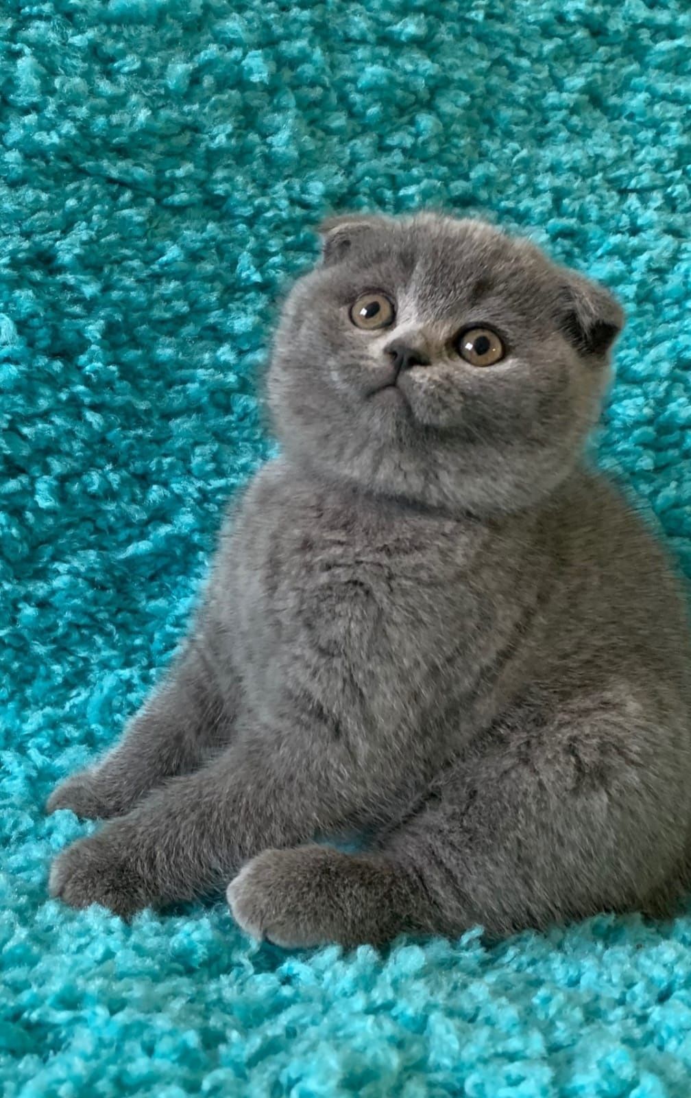 Puiuți Scottish Fold Blue disponibili acum!Cel mai frumos "cadou cu vi